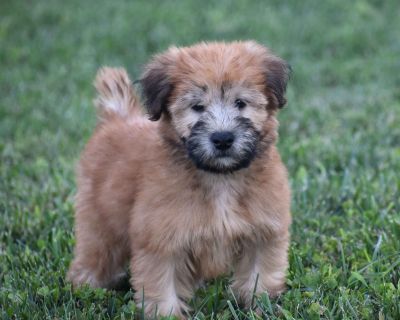 1 Male and 2 Female Soft Coated Wheaten Terrier Puppies for Sale