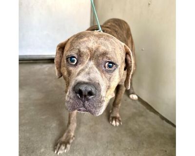 CHAMP - Boxer/American Pit Bull Terrier Mix Male Dog for Adoption