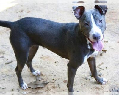 CORALINE - American Staffordshire Terrier Female Puppy for Adoption