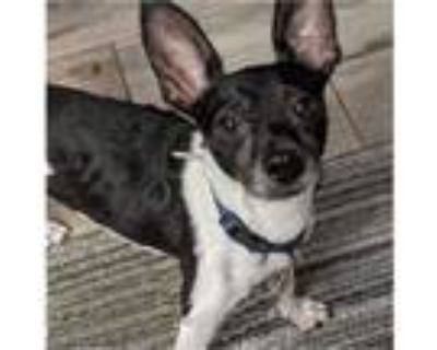 Adopt Ricki a White - with Black Rat Terrier / Mixed dog in Tavares