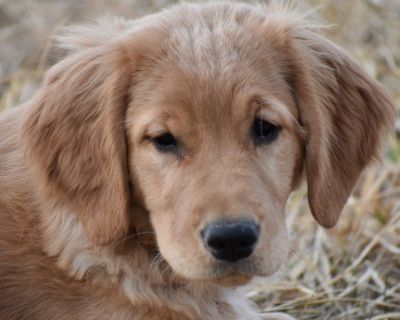 ISO STUD GOLDEN RETRIEVER