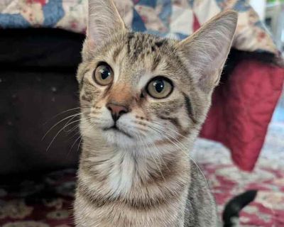 Zoey - Domestic Shorthair Female Kitten for Adoption