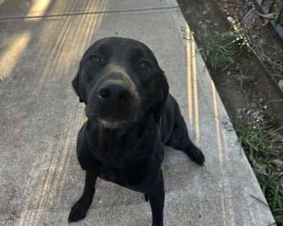 Blake - Labrador Retriever Male Dog for Adoption