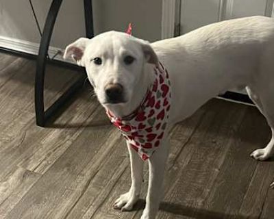 Casper - Great Pyrenees/Labrador Retriever Mix Male Dog for Adoption