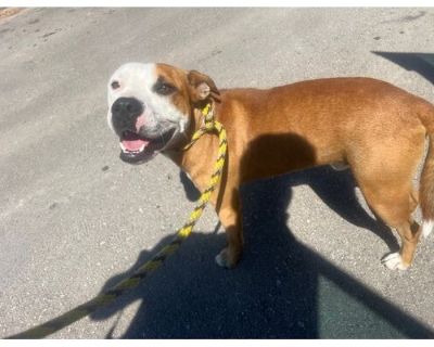 SMILES* - Mixed Breed (Medium) Male Dog for Adoption