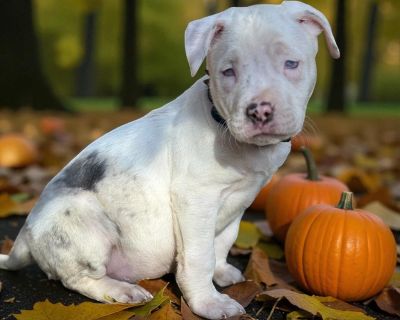 Grim - Pit Bull Terrier Male Puppy for Adoption