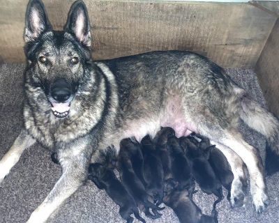 German Shepherd puppies