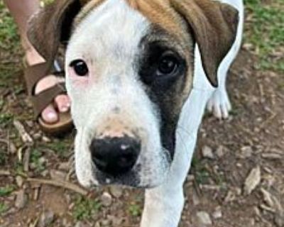 Ernie - Boxer Male Puppy for Adoption