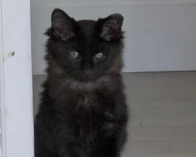 PLEASE READ ENTIRE LISTING We transport kittens from South Florida. There is an epidemic of cat overpopulation in South Florida. Tens of thousands of cats & kittens suffer needlessly & need a home. We transport & adopt kittens & cats that have no chance in South Florida. Please note - we are the only legal Florida rescue importer in the state of Mass. We have 3 professional transporters deliver...