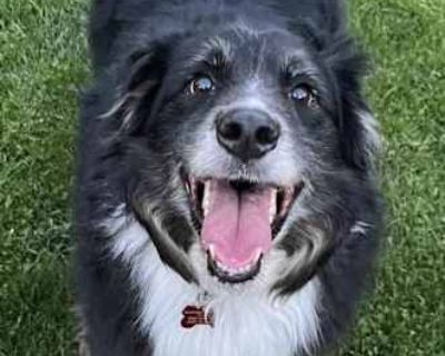 Max R Roni - Australian Shepherd Male Dog for Adoption