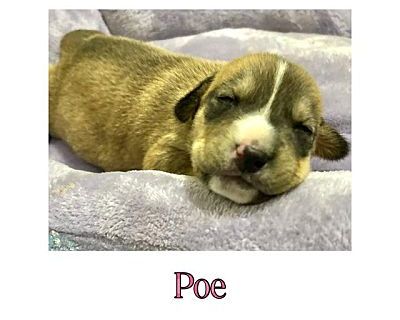 POE - American Pit Bull Terrier/German Shorthaired Pointer Mix Female Puppy for Adoption