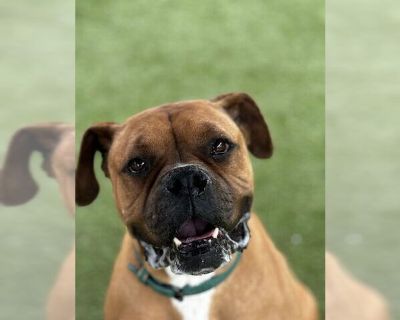 TORRO - Boxer Male Adult Dog for Adoption