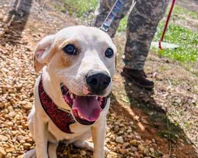 Ari - Labrador Retriever Female Puppy for Adoption
