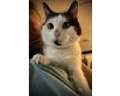 Maxie, American Shorthair For Adoption In Norristown, Pennsylvania