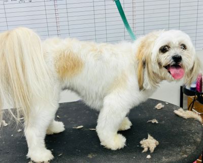 Mika #merry-comedian - Lhasa Apso Female Dog for Adoption