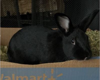 Coco - Female Young Rabbit for Adoption