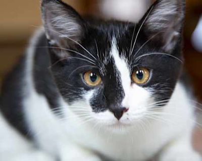Milk (& Sumo!) - Domestic Shorthair Female Cat for Adoption