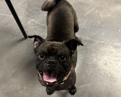 Bio coming soon!. Health Vaccinations up to date, spayed / neutered, special needs.. Adult Male Small