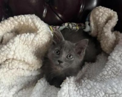 Oscar - Siberian Male Kitten For Sale