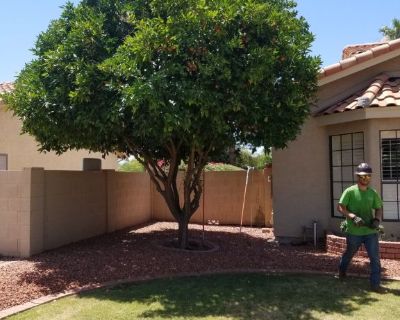 professional Tree trimming and removals