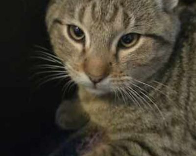 Manfred - Manx Female Cat for Adoption