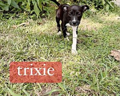 Trixie - Beagle Female Puppy for Adoption