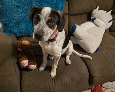 Tucker - Australian Cattle Dog / Blue Heeler Male Dog for Adoption