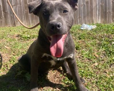 Dillion - Bull Terrier Mix Male Puppy for Adoption