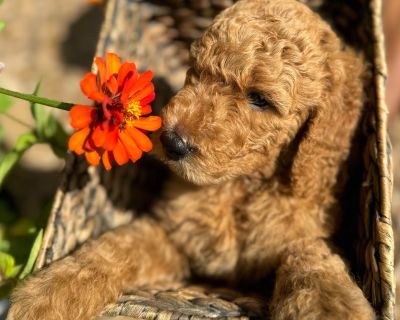 3 Male and 2 Female Poodle Puppies for Sale