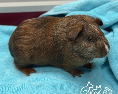 SAMUS - Guinea Pig Male for Adoption