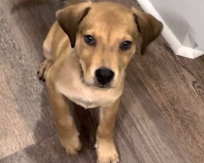 Kipper - Labrador Retriever & German Shepherd Dog Mix Male Puppy for Adoption