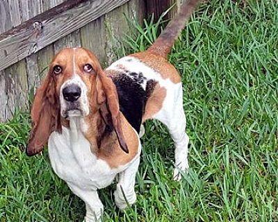 CHLOE - ADOPTION PENDING! - Basset Hound Female Dog for Adoption