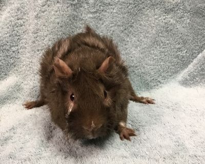 Tim Tom - Guinea Pig Male for Adoption