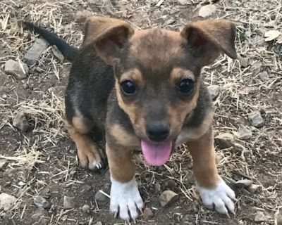 Danny - Chihuahua Male Puppy for Adoption