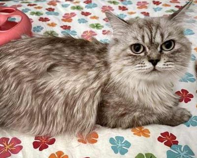 This beautiful girl has made the long journey from the streets of Oman to find her forever home. She is sweet and loves to play with her catnip toys, but may need her own space at times to just relax and have her beauty admired. You may say she is a little bit of a princess, because she does expect to get a Churu every night before bed and will come running when she hears the package. She enjoy...