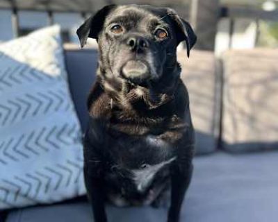 Nala - Pug/Jack Russell Terrier Mix Female Dog for Adoption