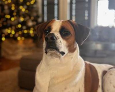 Molly - Terrier (Unknown Type, Medium) Female Dog for Adoption