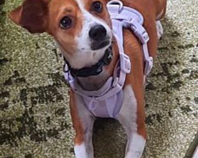 Coketa - Rat Terrier Female Dog for Adoption