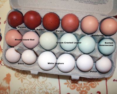 Fertile Hatching Purebred Chicken Eggs