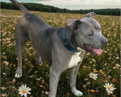 Blu's owner was a Veteran who passed away suddenly. Blu had no one else to care for him, which is why he ended up at the shelter and due to space, he found himself on the euth list. Blu is a gorgeous blue Pitti with the cutest ears! This guy is as quiet as a mouse, hardly ever barks. He is very friendly & bouncy with Med-high energy! Due to his energy level, we are seeking an adult only home or...