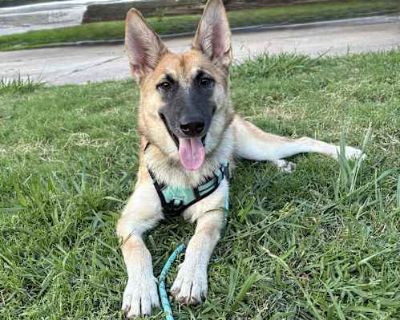 Mia - Belgian Malinois/German Shepherd Dog Mix Female Puppy for Adoption