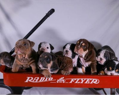 4 Male and 5 Female Bulldog Puppies for Sale