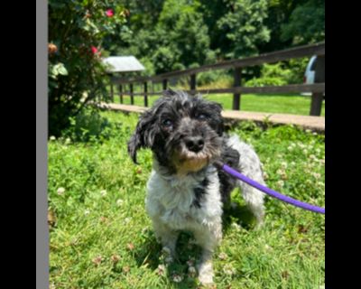 Ruffles - Havanese Female Dog for Adoption