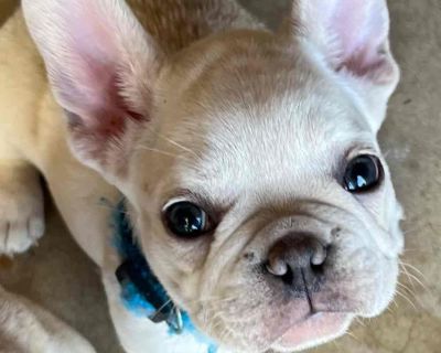 French bulldog best sale puppies craigslist