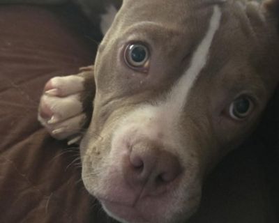 My name is Dream and I am new to rescue. Here is what my foster has learned about me so dar: Food motivated, smart, willing to learn Potty Trained Learning crate training Sweet and loves other dogs You can also watch for stories, pictures and videos about me on our Facebook page http://www.facebook.com/JrsPupsNStuffInc Ask to meet me today!! Adoption fee: Check back soon! All dogs/puppies have ...