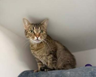 Hi! I`m Jenny, a cuddly and loyal cat who loves to explore and play. My days are filled with curiosity, whether it`s chasing shadows or solving puzzles my caretakers set up for me. I`m also quite the comedian, often making my human friends laugh with my funny antics. Above all, I cherish snuggling up with a friendly lap, where I can purr my contentment and show my affection. If you`re looking f...