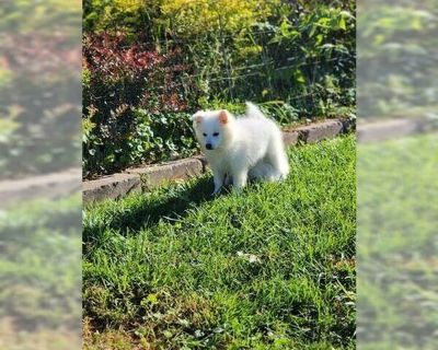 Desi - American Eskimo Dog Female Adult Dog for Adoption