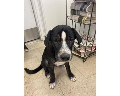 HECKLE - Labrador Retriever/Border Collie Mix Male Dog for Adoption