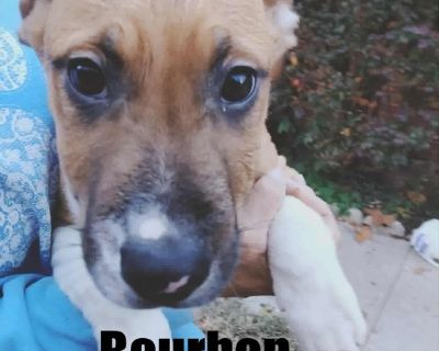 Bourbon - Hound Male Puppy for Adoption