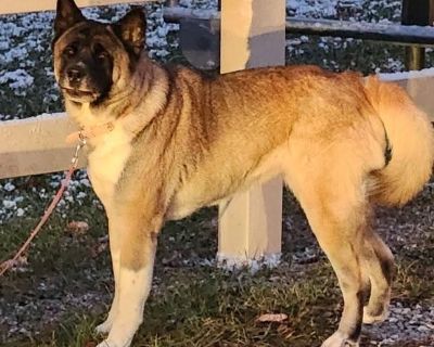 Sam - Akita Female Dog for Adoption